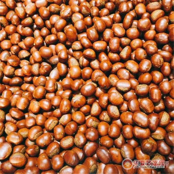 小叶佳栗子加盟
